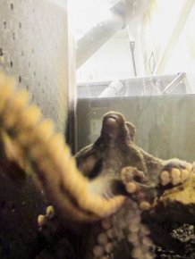 What Happens When An Octopus Steals Your Camera
