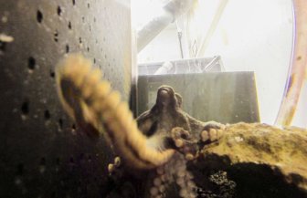 What Happens When An Octopus Steals Your Camera