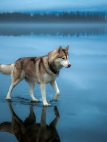 Siberian Husky Goes For A Walk On A Frozen Lake