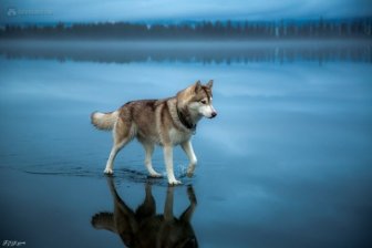Siberian Husky Goes For A Walk On A Frozen Lake