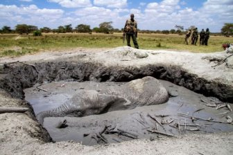 Dramatic Rescue Of An Elephant Stuck In Mud