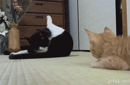 Daily GIFs Mix, part 661