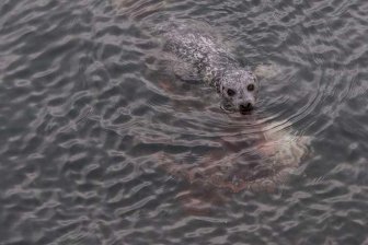 Harbor Seal Vs Giant Octopus