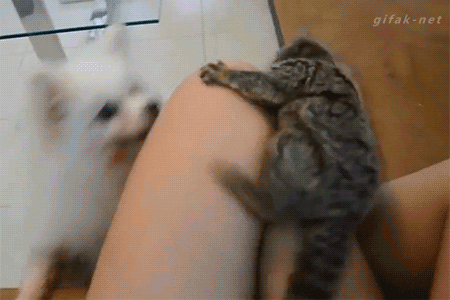 Daily GIFs Mix, part 662