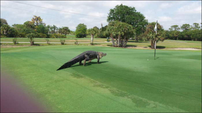 Giant Alligator Ruins Golf Game