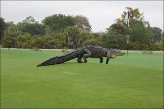 Giant Alligator Ruins Golf Game