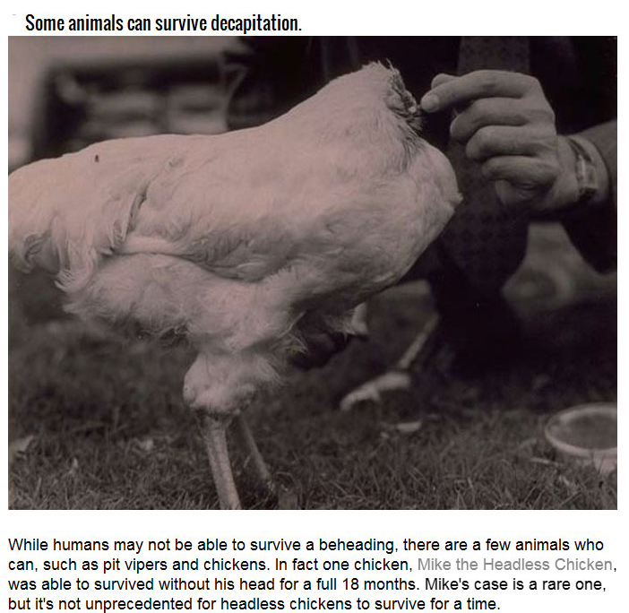 The Science Behind Human Decapitation