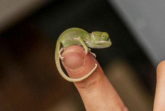 Tiny Baby Chameleons
