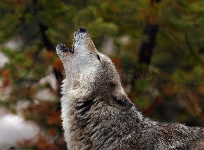 Photos of Wolfs 