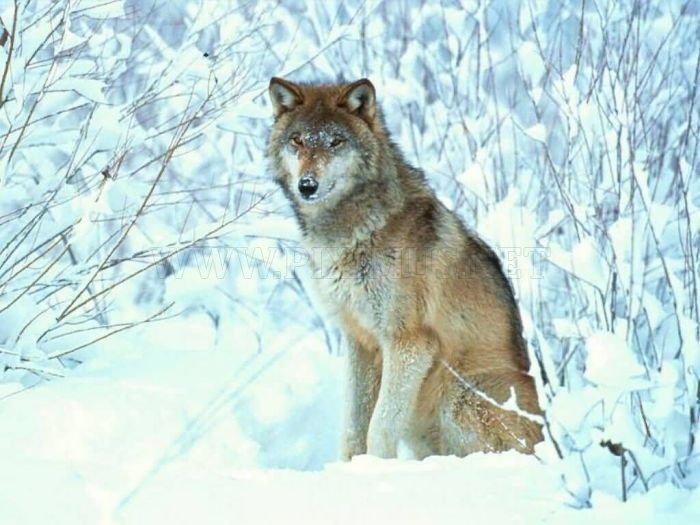 Photos of Wolfs 