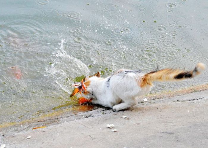 Cat Catches A Huge Goldfish For Dinner