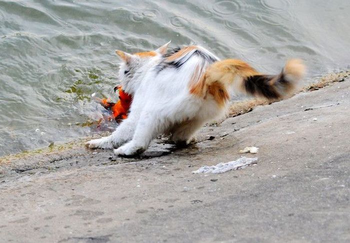 Cat Catches A Huge Goldfish For Dinner