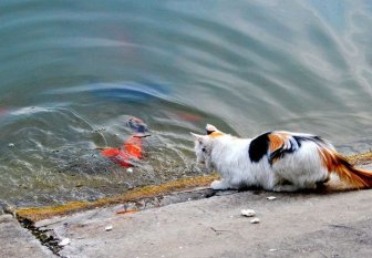 Cat Catches A Huge Goldfish For Dinner