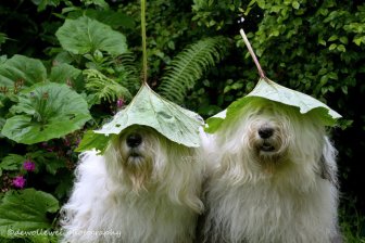 These Sheepdog Sisters Just Love Taking Pictures Together