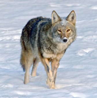 Wild Coyote Finds A Toy And Falls In Love With It