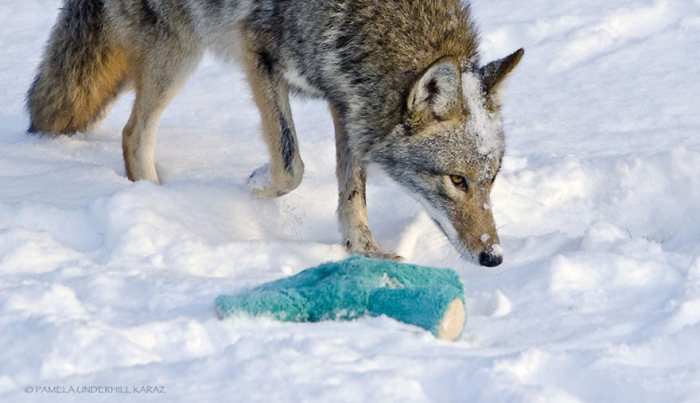 Wild Coyote Finds A Toy And Falls In Love With It