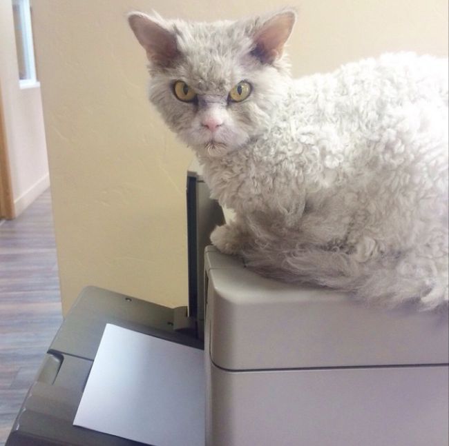 Meet Albert The Feline With A Bitchface That Rivals Grumpy Cat