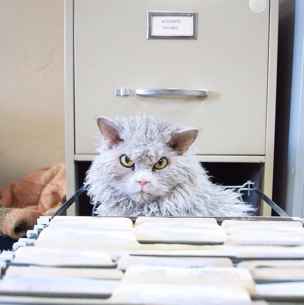 Meet Albert The Feline With A Bitchface That Rivals Grumpy Cat