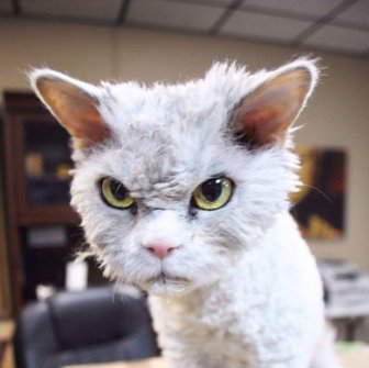 Meet Albert The Feline With A Bitchface That Rivals Grumpy Cat