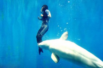 Whale Makes An Amazing Rescue Saving A Temporarily Paralyzed Diver