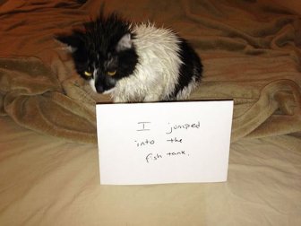 These Cats Totally Deserve To Be Cat Shamed