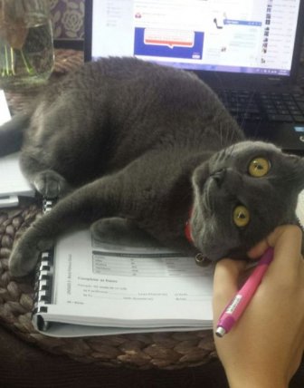 Cats That Just Don't Want Humans To Get Any Reading Done