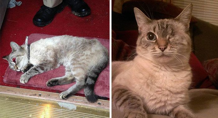 Before And After Photos Show How A Good Home Can Change A Cat