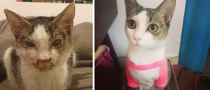Before And After Photos Show How A Good Home Can Change A Cat