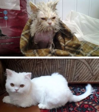 Before And After Photos Show How A Good Home Can Change A Cat