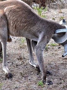This Kangaroo Got His Head Stuck In A Watering Can