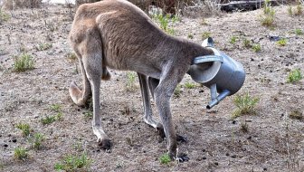 This Kangaroo Got His Head Stuck In A Watering Can