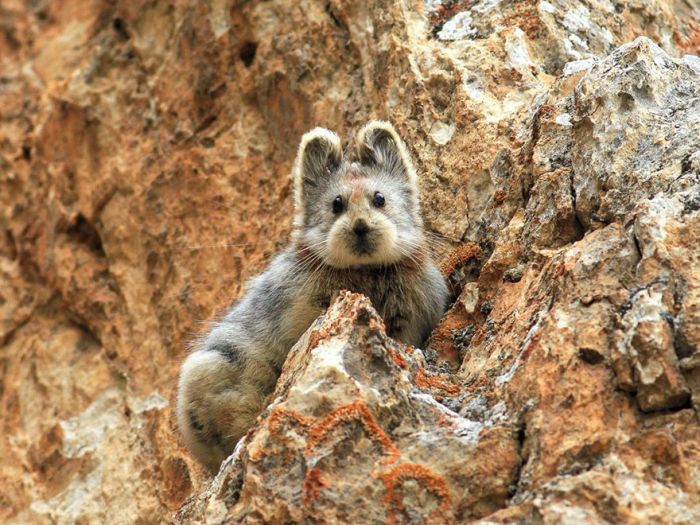 Magic Rabbit Spotted For The First Time In 20 Years In China