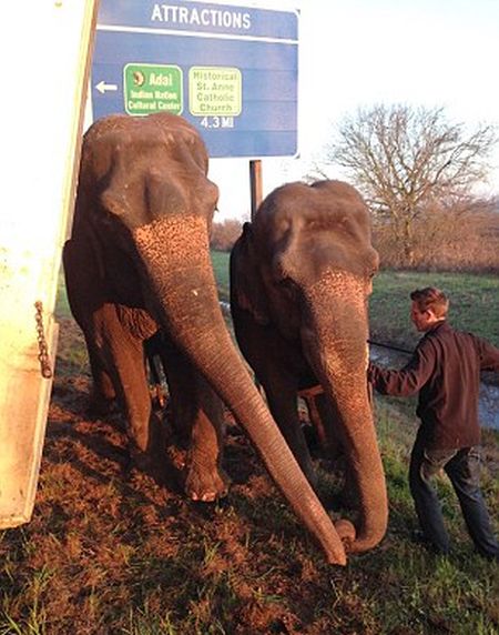Circus Elephants Save 18 Wheeler From Tipping Over