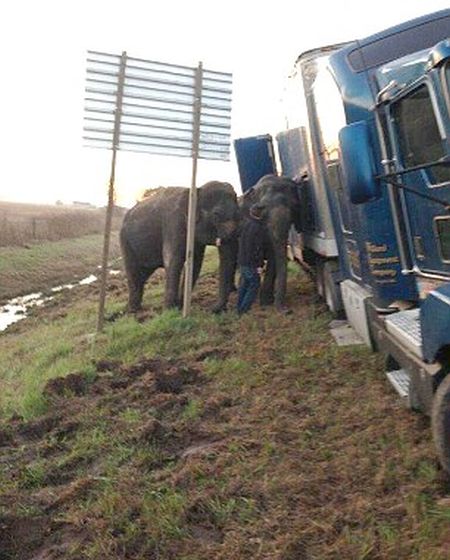 Circus Elephants Save 18 Wheeler From Tipping Over