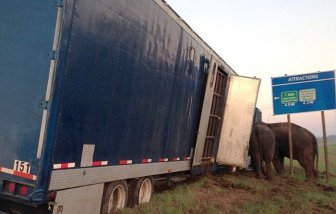 Circus Elephants Save 18 Wheeler From Tipping Over