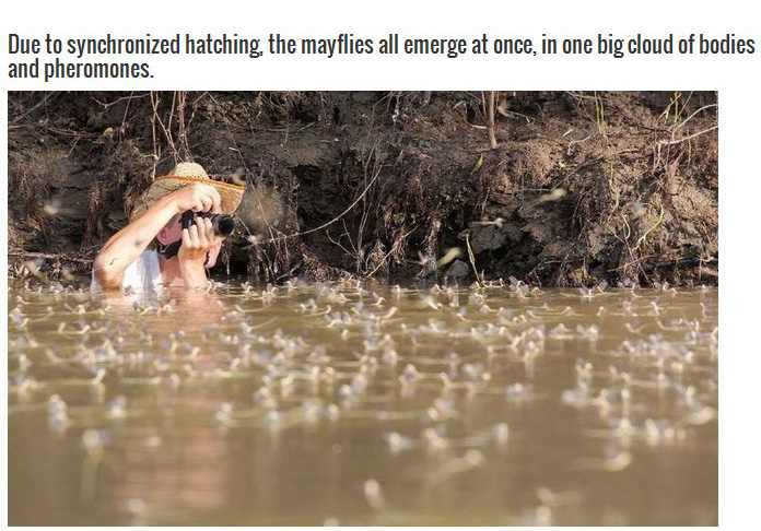 Every Year These Towns Get Flooded By A Swarm Of Insects