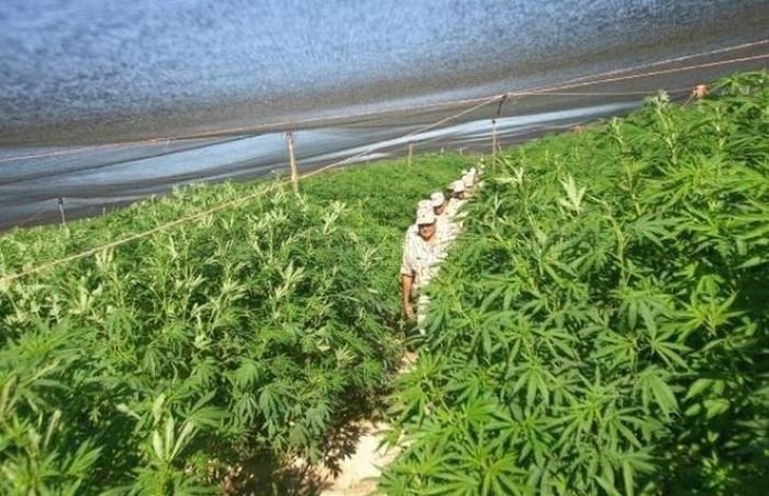 Marijuana Plantation in Mexico 