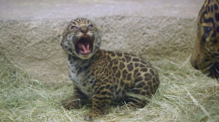 The San Diego Zoo Gets A New Baby Jaguar