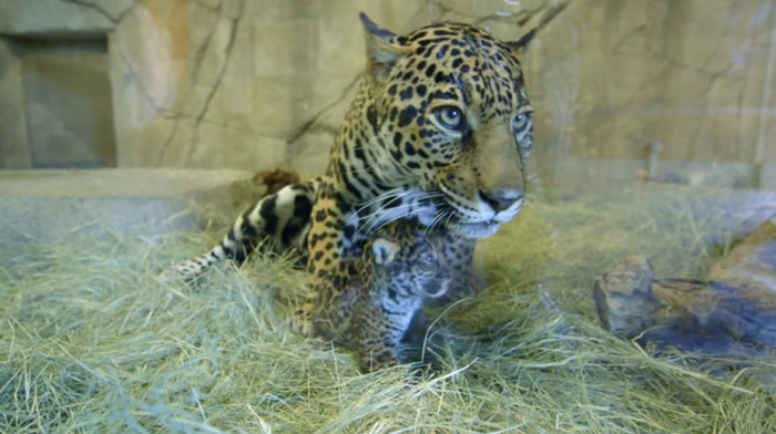 The San Diego Zoo Gets A New Baby Jaguar
