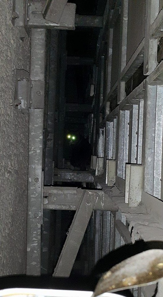 Cat Gets Stuck Behind A Subway Wall For Five Whole Years