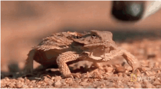12 GIFs That Feature Freaky Displays Of Nature