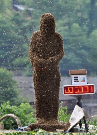 Bee Bearding 