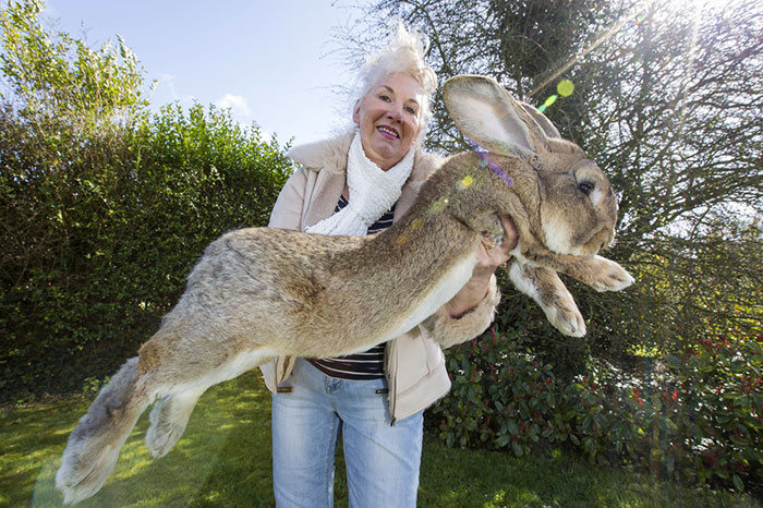 Meet Darius The World's Biggest Bunny