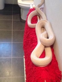 Teenage Girl Discovers Giant Albino Snake In Her Bathroom