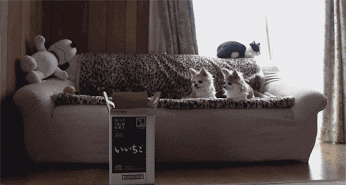 Daily GIFs Mix, part 683