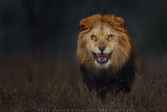 Photographer Almost Gets Attacked By A Lion While Taking A Picture