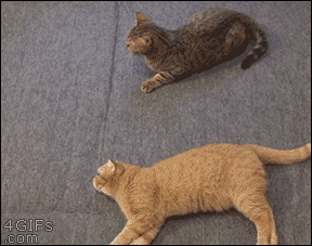 Daily GIFs Mix, part 684