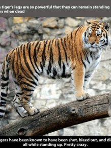 Fun And Fascinating Facts About Tigers