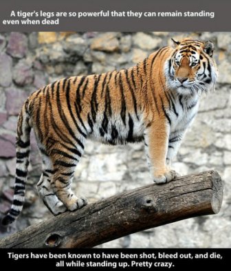 Fun And Fascinating Facts About Tigers