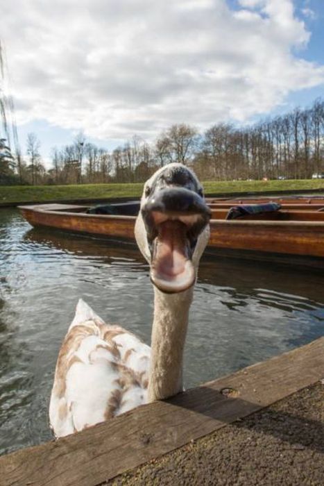 Meet The Mean Swan That Terrorizes People At The Cambridge River